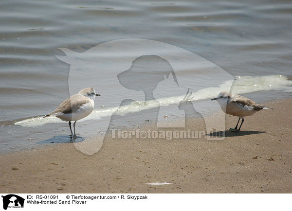 White-fronted Sand Plover / RS-01091