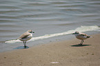 White-fronted Sand Plover