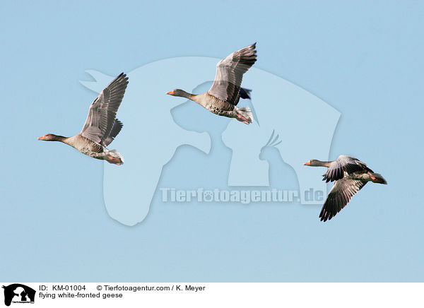 flying white-fronted geese / KM-01004