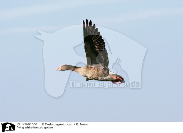 flying white-fronted goose / KM-01006