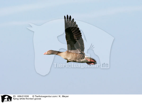 fliegende Blessgans / flying white-fronted goose / KM-01006