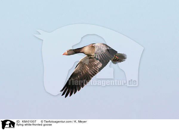 flying white-fronted goose / KM-01007