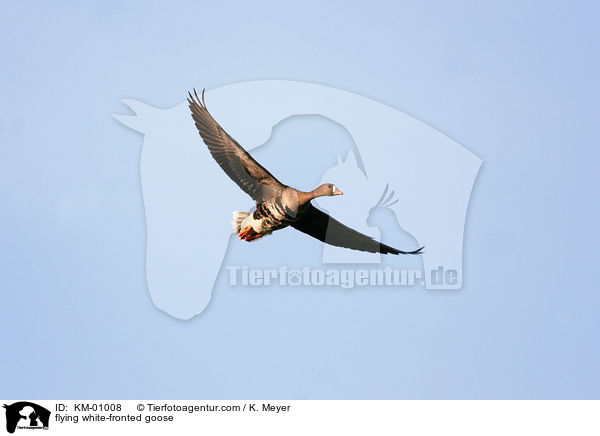 fliegende Blessgans / flying white-fronted goose / KM-01008
