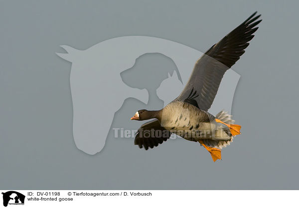 white-fronted goose / DV-01198