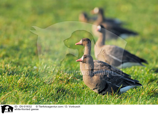 white-fronted geese / DV-01632