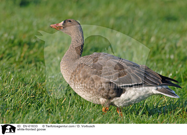 Blessgans / white-fronted goose / DV-01633