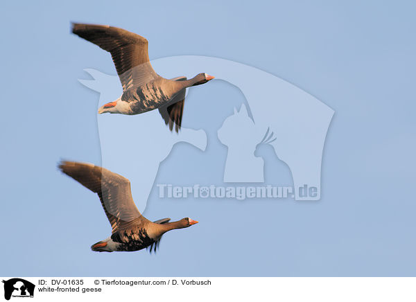 Blessgnse / white-fronted geese / DV-01635