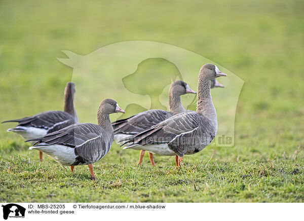 white-fronted geese / MBS-25205