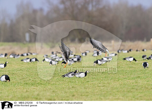 white-fronted geese / MBS-25208