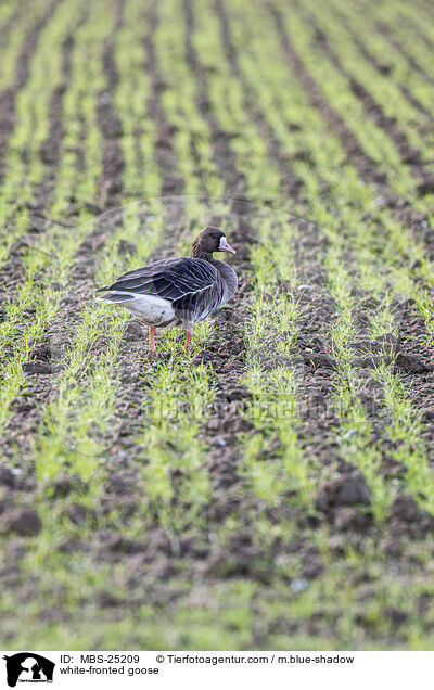 white-fronted goose / MBS-25209