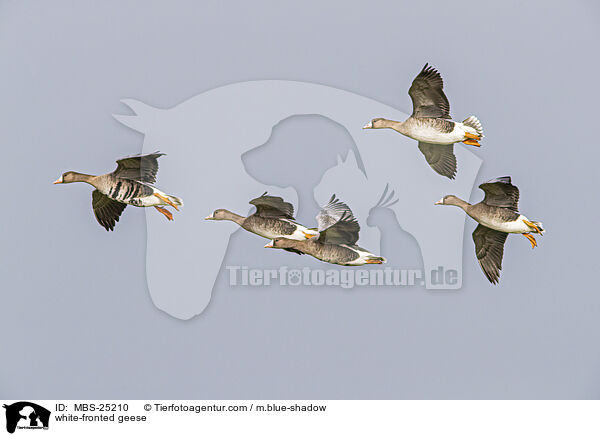 Blessgnse / white-fronted geese / MBS-25210