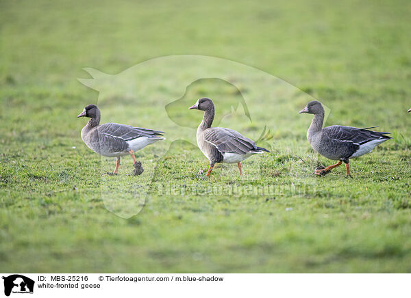 Blessgnse / white-fronted geese / MBS-25216