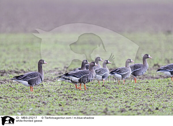 white-fronted geese / MBS-25217
