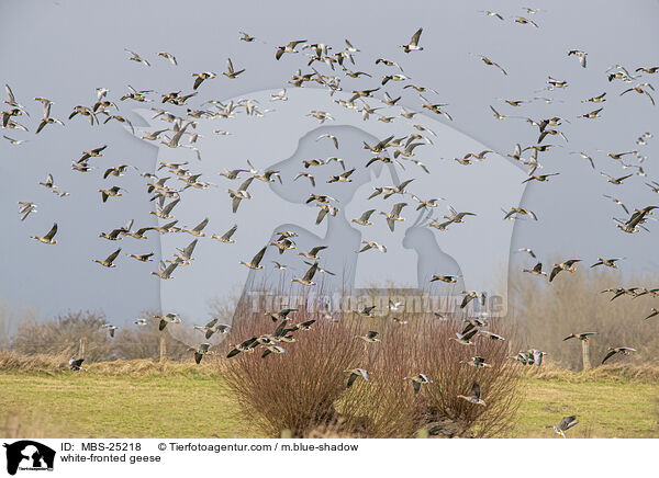 Blessgnse / white-fronted geese / MBS-25218