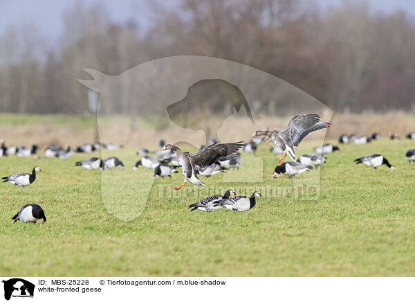 Blessgnse / white-fronted geese / MBS-25228