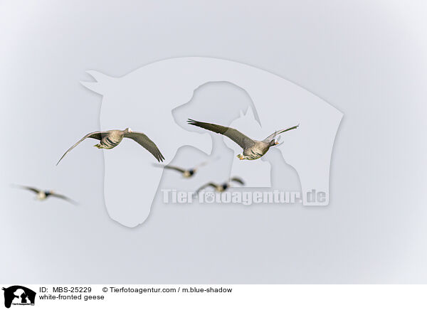 Blessgnse / white-fronted geese / MBS-25229