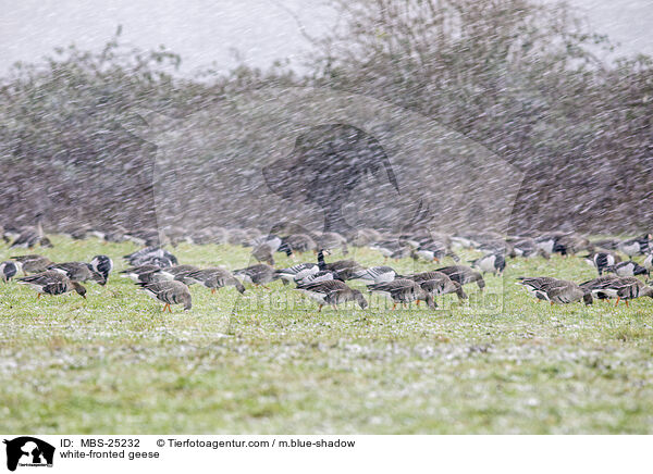 Blessgnse / white-fronted geese / MBS-25232