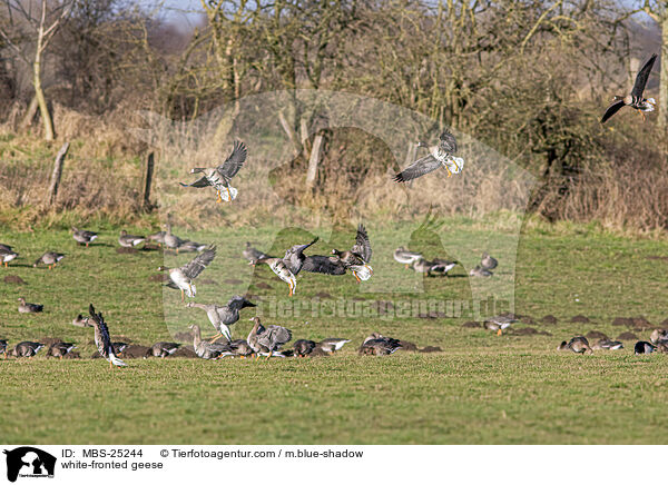 Blessgnse / white-fronted geese / MBS-25244