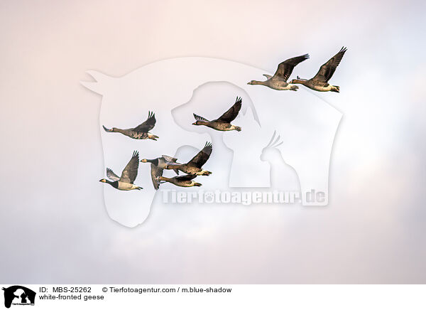 Blessgnse / white-fronted geese / MBS-25262