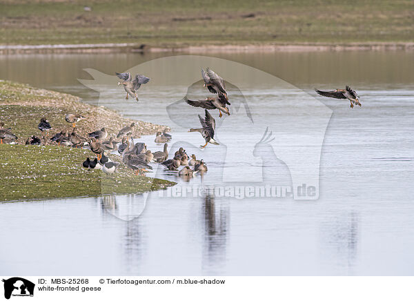 Blessgnse / white-fronted geese / MBS-25268
