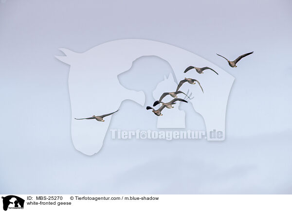 white-fronted geese / MBS-25270