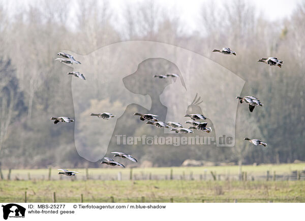 Blessgnse / white-fronted geese / MBS-25277