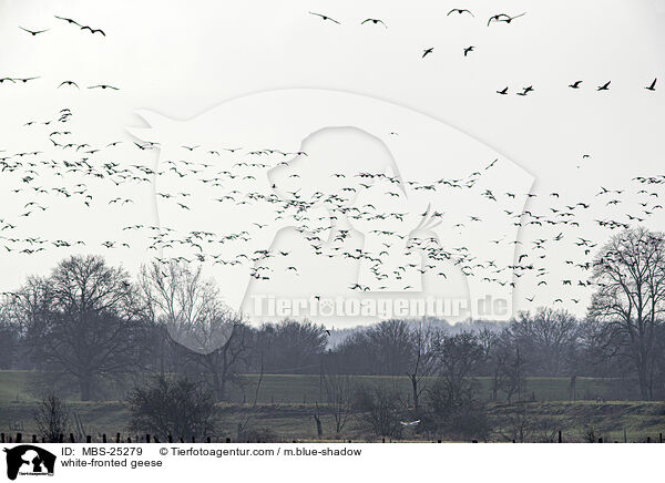 white-fronted geese / MBS-25279