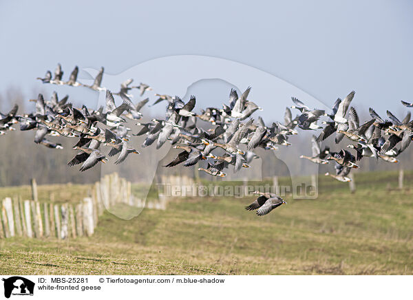 white-fronted geese / MBS-25281