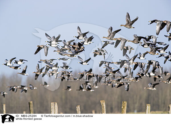 white-fronted geese / MBS-25284