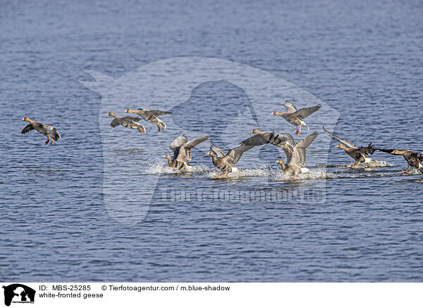 white-fronted geese / MBS-25285