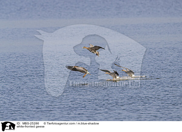 white-fronted geese / MBS-25286
