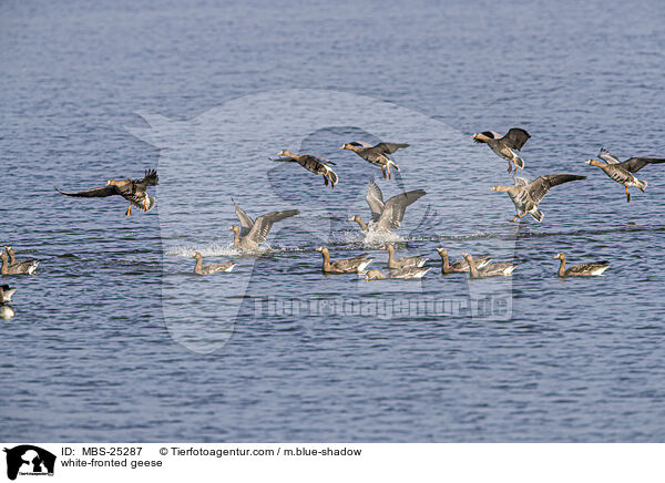 white-fronted geese / MBS-25287