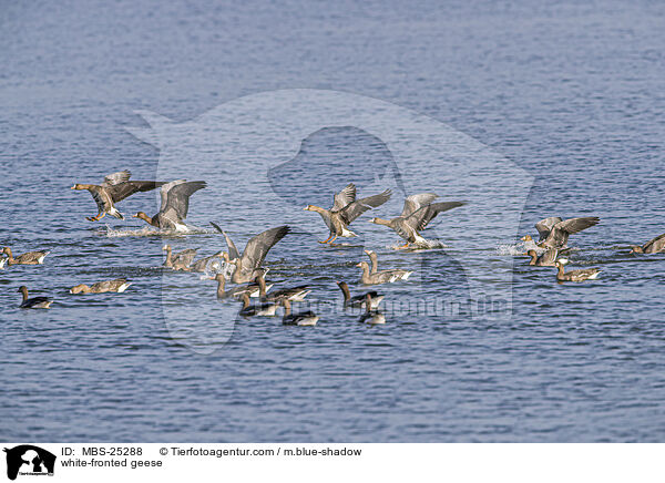 white-fronted geese / MBS-25288