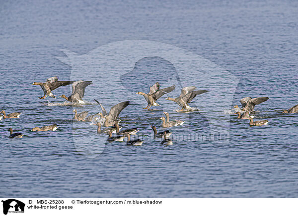 Blessgnse / white-fronted geese / MBS-25288