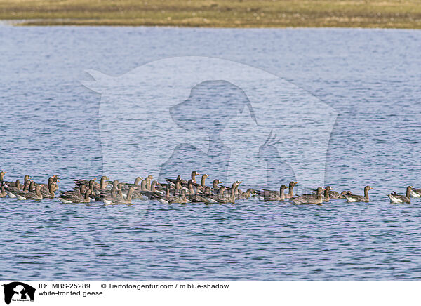 white-fronted geese / MBS-25289