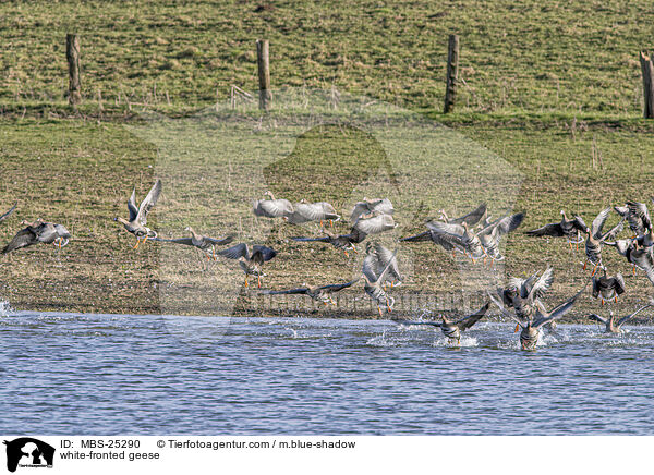Blessgnse / white-fronted geese / MBS-25290