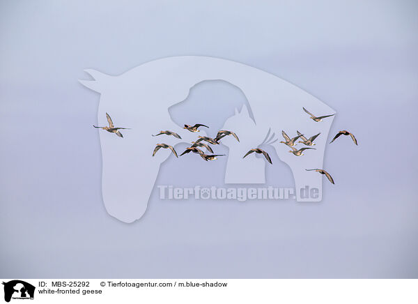 Blessgnse / white-fronted geese / MBS-25292