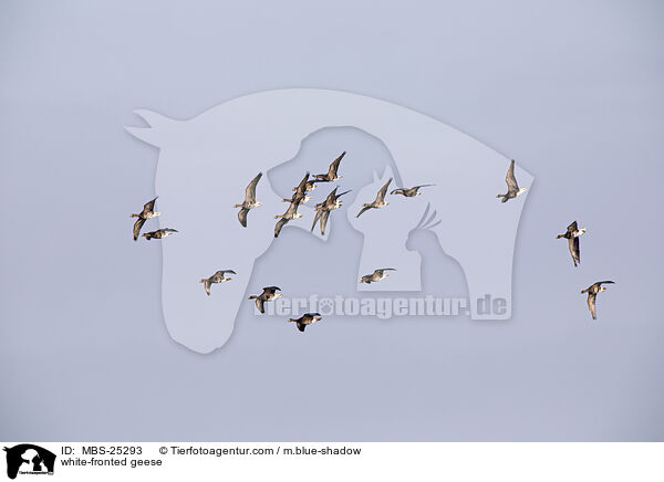 Blessgnse / white-fronted geese / MBS-25293