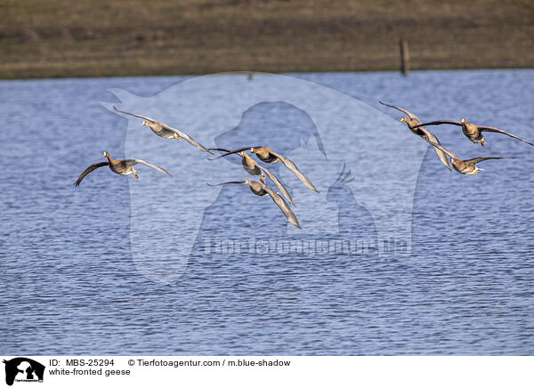 Blessgnse / white-fronted geese / MBS-25294