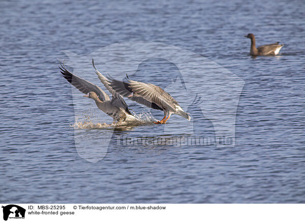 white-fronted geese / MBS-25295
