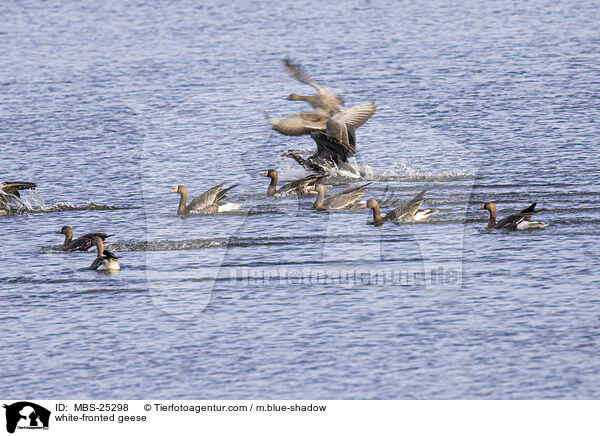 white-fronted geese / MBS-25298