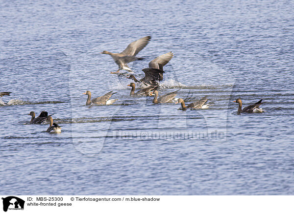 Blessgnse / white-fronted geese / MBS-25300