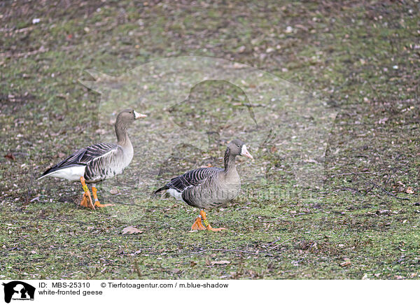 white-fronted geese / MBS-25310