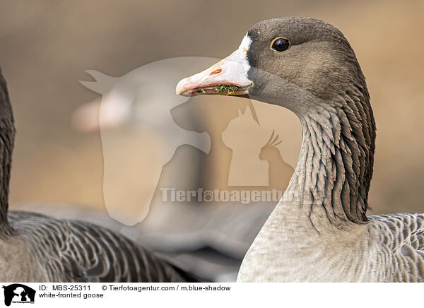 white-fronted goose / MBS-25311