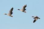 flying white-fronted geese