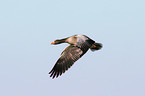 flying white-fronted goose