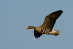 white-fronted goose