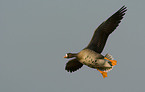 white-fronted goose