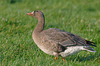 white-fronted goose