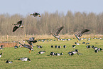 white-fronted geese